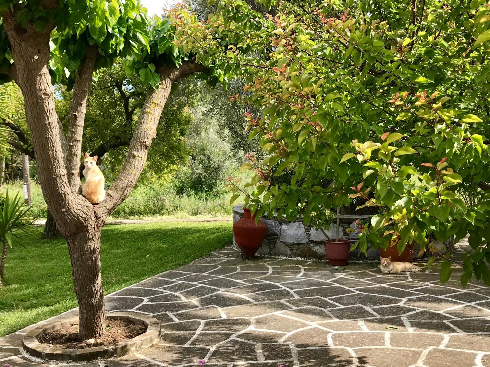 Pansion Episkopi Studios Skopelos Buitenkant foto